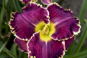 Hemerocallis 'Cosmic Struggle' 